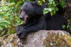 USA, Alaska. Black bear in Tongass National Forest. Art Print